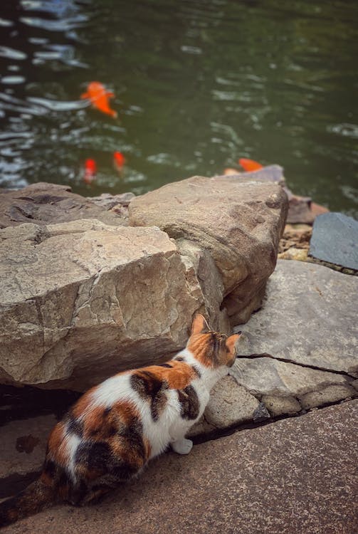 山西一地暴雨后 众多市民上街捞鱼:凌晨暴雨附近鱼塘鱼溢到街头