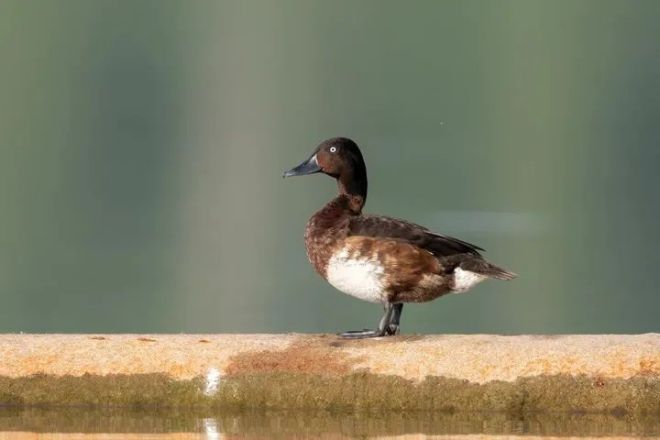 中国这十年丨河北:钢铁大省向绿而行